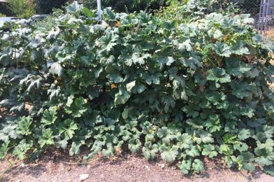 Sow There!: Plants of mystery, plants of new promise