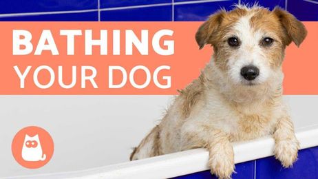 How Often Should I Bathe My Dog?