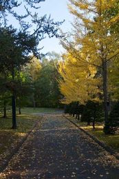 Think twice before planting these 6 potentially damaging trees