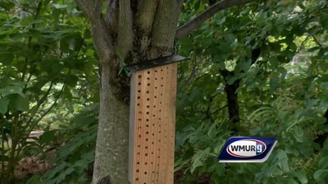 Grow it Green: Bee hotels