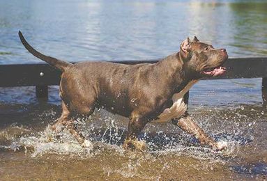 Top 5 Things to Consider When Evacuating with Your Pet for a Hurricane