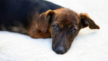 My Calls to the Vet Since Getting My First Pet