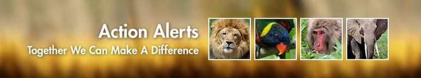 Action Alert:  Tell Prada to Go Fur Free!