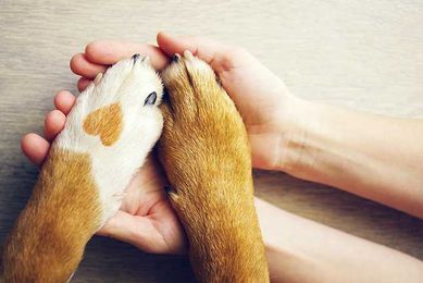 Service or emotional support animals as ADA accommodations?