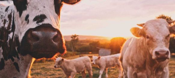 The World's First Floating Dairy Farm Could Revolutionize Milk Production