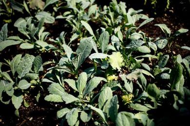 Urban farming right in your backyard. No, really.