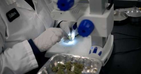 Your Weed Is Being DNA Sequenced, And Author Jorge Cervantes Loves It