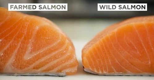 Why Farmed Salmon Is One Of The Most Toxic Things You Can Put In Your Body