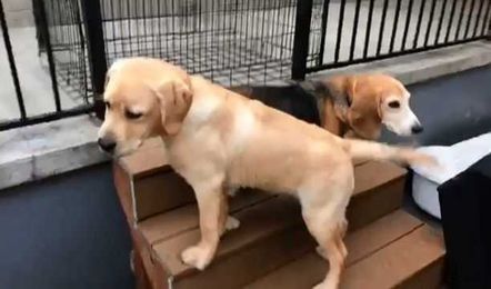 Bark-to-School: Doggy daycare for your furry friends