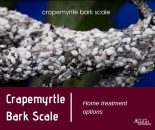 How to treat crapemyrtle bark scale at home