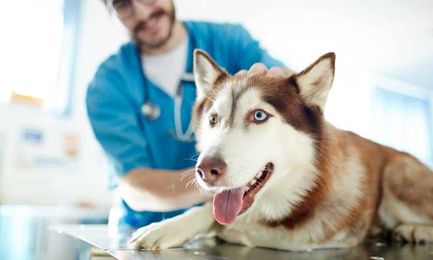 10 Things Your Veterinarian Wants You to Know About Dogs