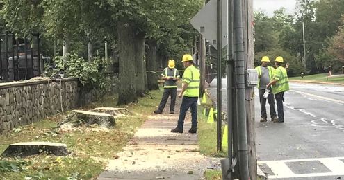 Upper Nyack's ancient trees turned into fresh woodchips