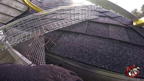 Trapping and Removing Squirrels from a House