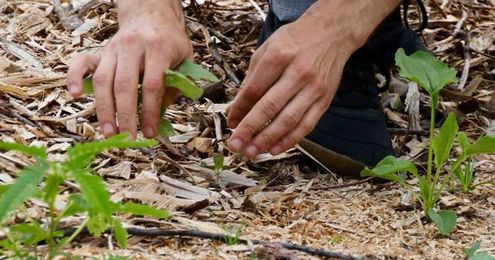 Choosing native plants for golf courses