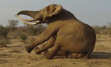 Elephant falls when anaesthetic kicks in as vets treat poison wounds