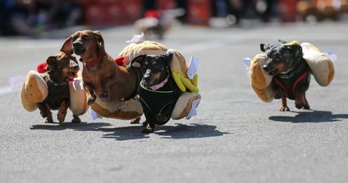 'You eat wieners?' PETA wants Cincinnatians to eat vegan at Oktoberfest