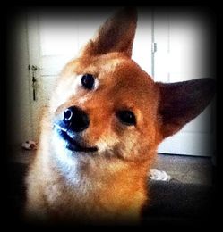 How to ask questions in Japanese?