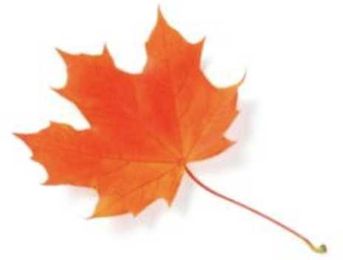 What kind of tree are you?