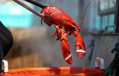 A Maine Lobster Pound is 'Baking' Lobsters Before Cooking Them… With Marijuana