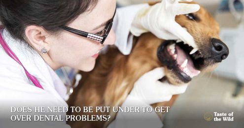 Is Pet Anesthesia Really Necessary for Veterinary Dentistry?