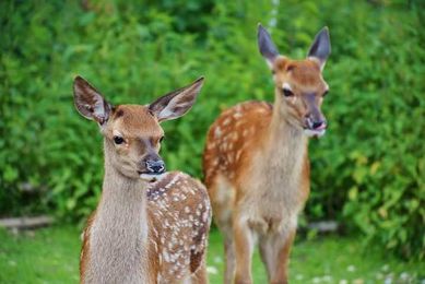 Decking out your customer’s lawn with deer-resistant plants