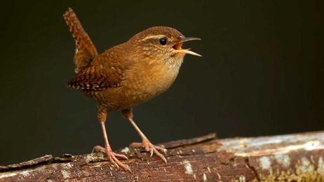 Serenity Now! How to Tune Out the Insanity When the World Goes Nuts