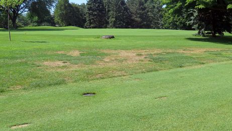 When Turf Loss Follows Tree Loss