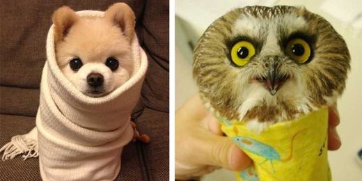 These 22 Adorable Animal Burritos Are So Cute, You’ll Want To Eat Them Up