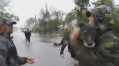 Wayne Co. woman charged after treating animals stranded by Florence at unregistered shelter