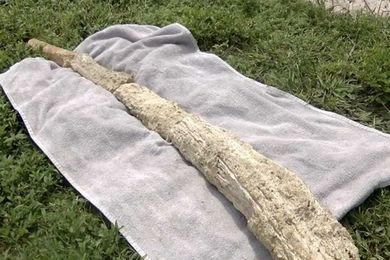 Construction worker unearths possible mammoth bone