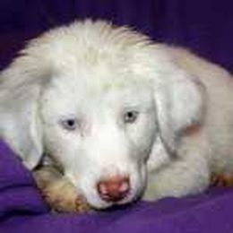 5 Facts About Deaf Dogs for Deaf Dog Awareness Week