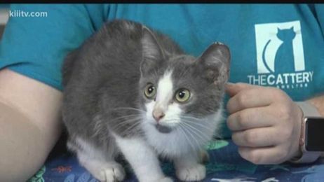 Adopt Sapphire on Paws for Pets