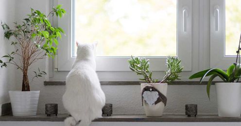 7 Science-Backed Health Benefits of Having Plants at Home