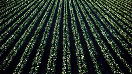The gentle robot that can suck the leaves off your lettuce