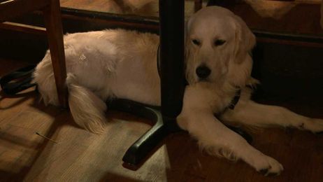 Treatment of service dog owner becomes learning opportunity