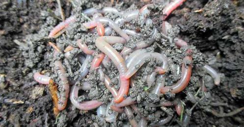 How to Start Worm Farming