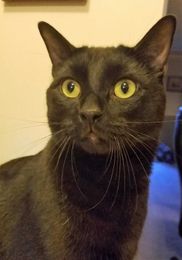 Shelter Tails: Plan ahead to identify your pets if they stray