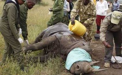 Kenya: Community Lessons On How Humans and Wildlife Can Co-Exist