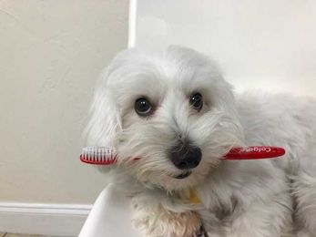 Using Comfort Dogs In The Dental Office
