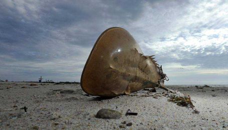 Curious Cape Cod: What should we investigate next?