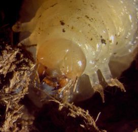 Dung Beetles Transmit Worms During Sex — And It's A Good Thing