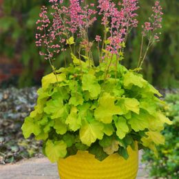 10 Best Plants for Container Gardening