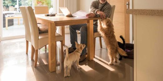 The Reality of Pet Ownership: When and Why it May Not Work Out