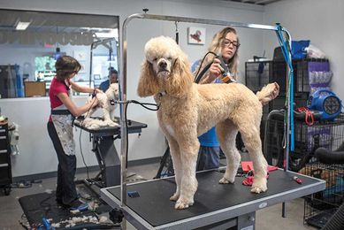 Pampering Our Furry Friends