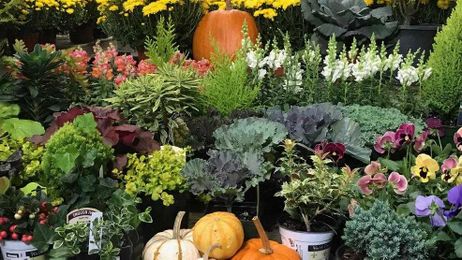 Tips from Experts at B.B. Barns