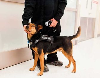 Fast Facts About Service Dogs