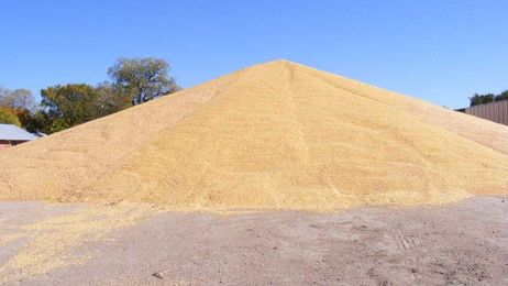 Farm Management Minute: A cash flow option if storing grain