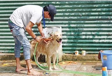 Lucknowites go all out to pamper their furry friends