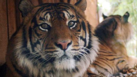 Calvin Klein's Obsession Could Be The Trick To Catching A Tiger