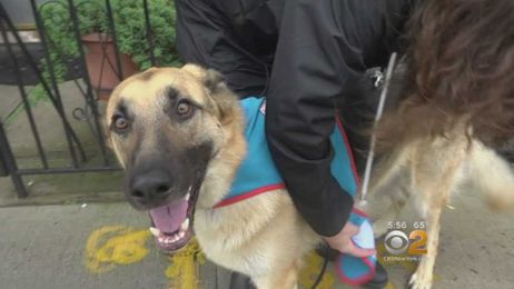 Do You Know The Rules For Emotional Support Animals?